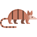 armadillo 