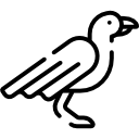 krähe 