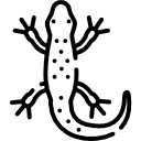 salamandra