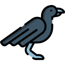 krähe 