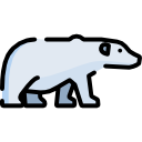 oso polar 