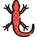 salamandra 