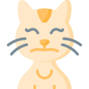 gato