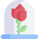 rosa 