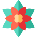 poinsettia 