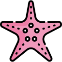 estrella de mar