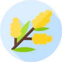 acacia icon