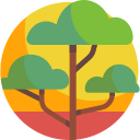 acacia icon