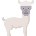 alpaca 