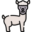 alpaca