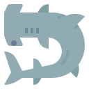 hammerhead