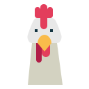 pollo