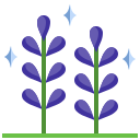 lavanda