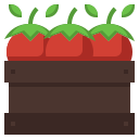 tomate icon