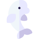 beluga