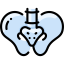 pelvis icon