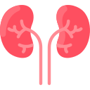 Kidneys 