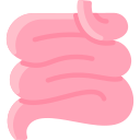 intestino delgado 