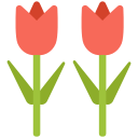 tulipanes 