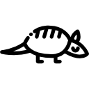 armadillo 