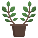 zamioculcas icon