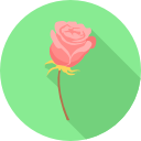 rosa icon