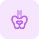 pelvis icon