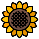 girasol 