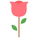 rosa