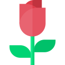 rosa