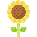 girasol