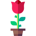 rosa icon