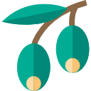 oliva 