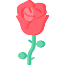 rosa