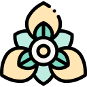 Amaryllis 