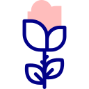 rosa