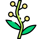 acacia dorada 