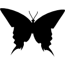 vista superior de la silueta negra de mariposa icon