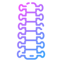 columna vertebral