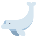 beluga 