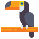 Toucan 
