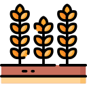 Wheat 