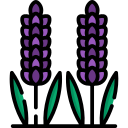 lavanda icon