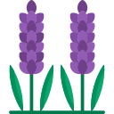 lavanda 