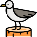 gaviota icon