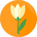 lirio icon