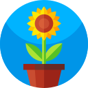 girasol icon