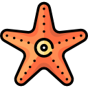 estrella de mar 