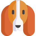 basset hound