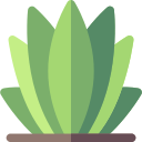 agave 